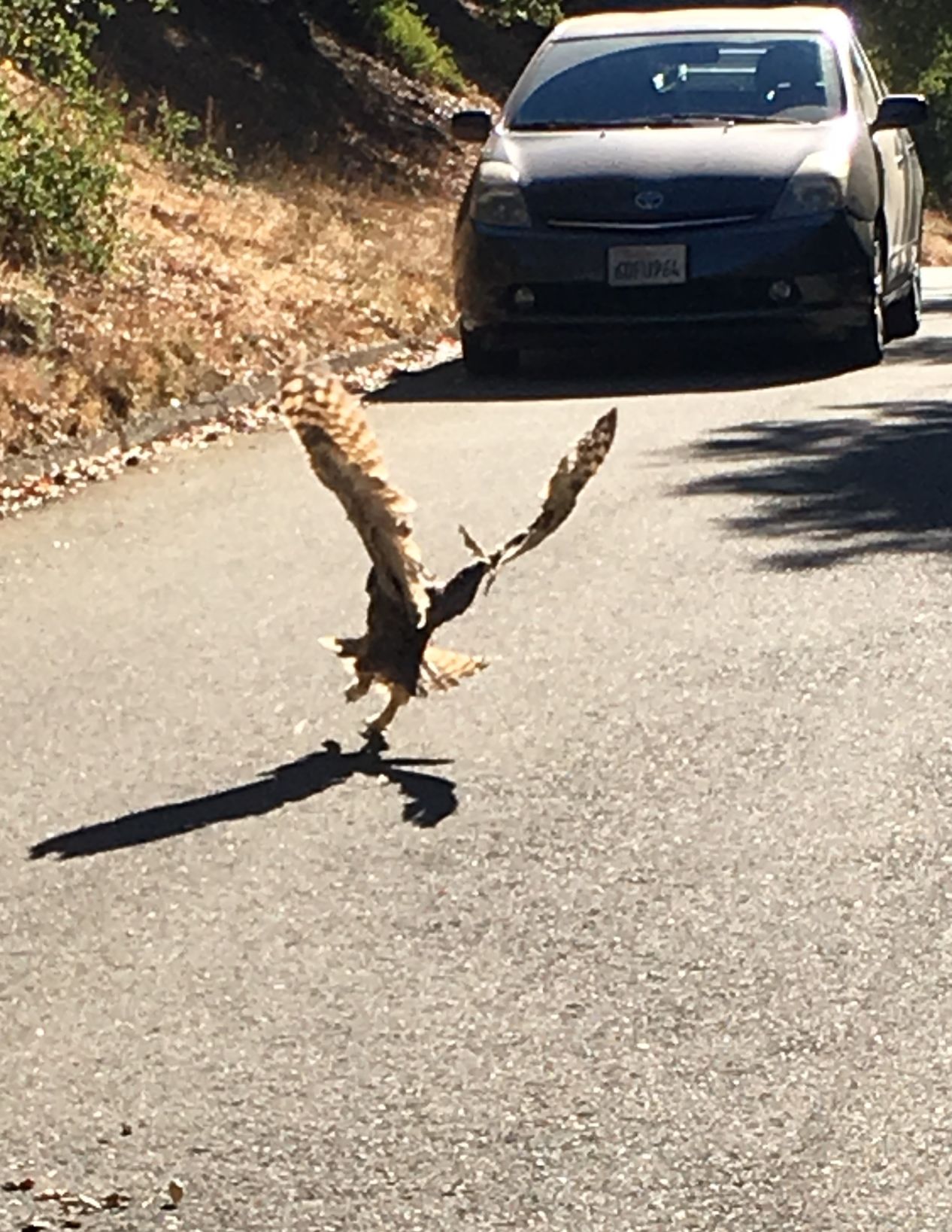 After rescue the Great Horned Owl flying away.jpg
